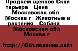 Продаем щенков Скай-терьера › Цена ­ 25 000 - Московская обл., Москва г. Животные и растения » Собаки   . Московская обл.,Москва г.